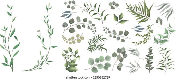 Mix of herbs and plants vector big collection. Juicy eucalyptus, green plants and leaves. All elements are isolated 