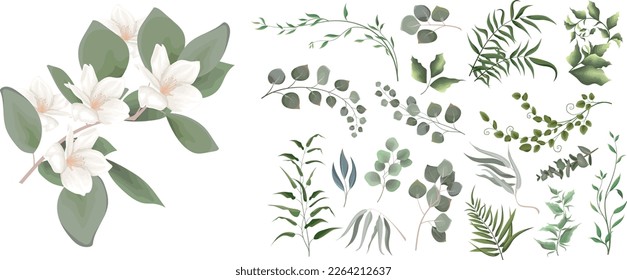 Mezcla de hierbas y plantas vectorial gran colección. Eucalipto jugoso, plantas verdes y hojas. Todos los elementos están aislados. Una rama de magnolia blanca, sakura.  