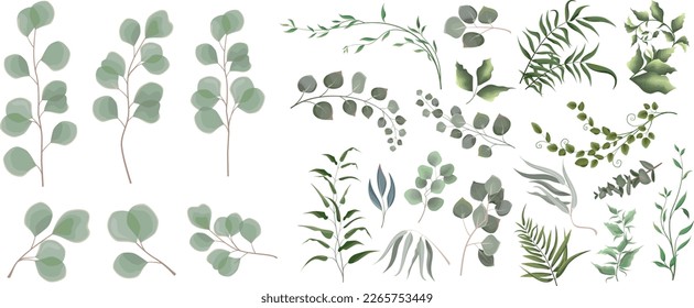 Mix of herbs and plants vector big collection. Juicy eucalyptus, green plants and leaves. All elements are isolated 