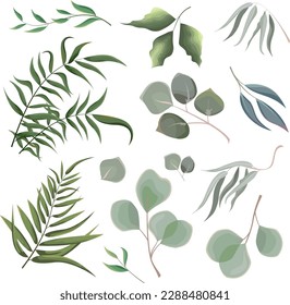 Mix of herbs and plants vector big collection. Juicy eucalyptus, green plants and leaves. All elements are isolated 