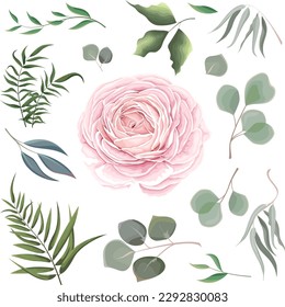 Mix of herbs and plants vector big collection. Juicy eucalyptus, green plants and leaves. All elements are isolated Pink rose, ranunculus, peony. 