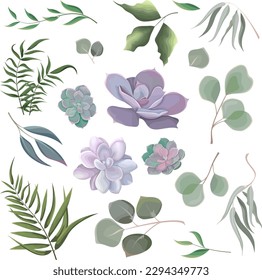 Mix of herbs and plants vector big collection. Juicy eucalyptus, succulent, green plants and leaves. All elements are isolated 