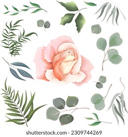 Mix of herbs and plants vector big collection. Juicy eucalyptus, green plants and leaves. All elements are isolated Pink rose, ranunculus, peony. 