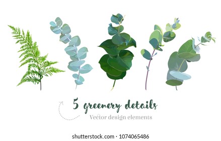 Mezcla de hierbas y plantas de colección vectorial. Hermosa vegetación casera rústica. Verdadero eucalipto azul, helecho forestal, follaje, hojas y tallos. Conjunto de colores de agua. Todos los elementos son aislados y editables.