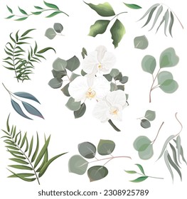 Mezcla de hierbas y colección vectorial de plantas. Eucalipto jugoso, plantas verdes y hojas. Todos los elementos están aislados. Rama de orquídea blanca con eucalipto.