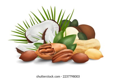 mix of nuts: coconut, pecan, peanut and macadamia. vector realistic illustration isolated on white background