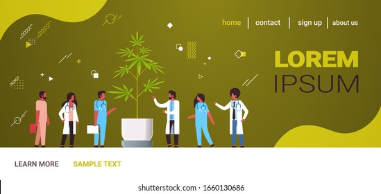 mix race doctors team examining marijuana leaves cannabis plant in pot medical research medicine healthcare concept drugs consumption horizontal copy space full length vector illustration