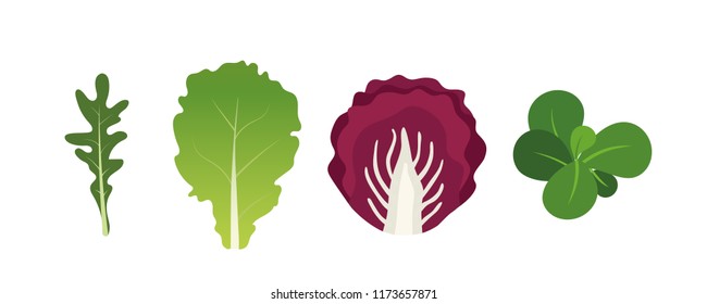 Mezcla de hojas de ensalada. Arugula, lechuga, berenjena y radicchio. Ilustración del vector definida en estilo plano