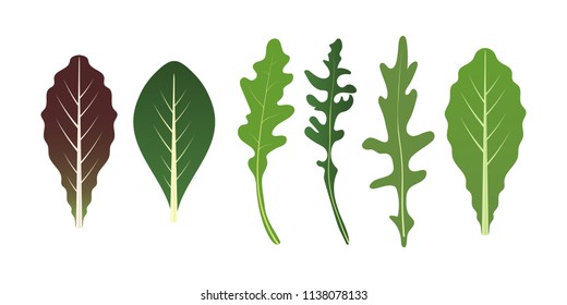 Mix of salad leaves. Arugula, spinach and lettuce leaf. Vector illustration set in flat style