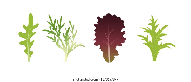 Mix of salad leaves. Arugula, spinach and lettuce leaf. Vector illustration set in flat style