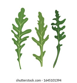Mix of salad leaves. Set of arugula rucola, rocket salad fresh green leaves isolated on white background. Vector Illustration.