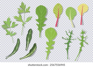 Mix of salad leaves with shadow isolated on transparent. Set of green red raw arugula, spinach, lettuce leaves, watercress. Organic vitamin ingredients for cooking healthy food. Vector illustration