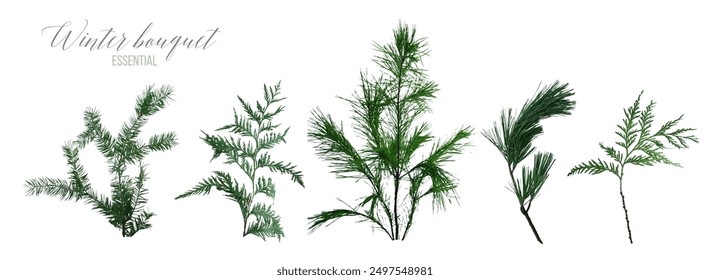 Mix of seasonal herbs and plants vector collection. Christmas winter greenery. Green pine, cedar, green spruce, evergreen stems. Watercolor winter bouquet style set. Elements are isolated and editable