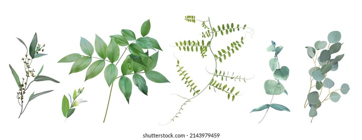 Mix of spring herbs and plants vector collection. Cute rustic wedding greenery. Mint green eucalyptus, bird vetch, wildflowers leaves and stems. Watercolor style set.Elements are isolated and editable