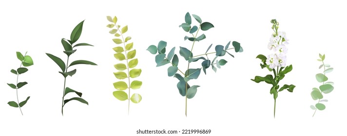 Mix of spring herbs and plants vector collection. Cute rustic wedding greenery. Mint green eucalyptus, white matthiola, leaves and stems. Watercolor style set. Elements are isolated and editable