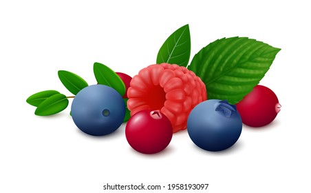 Mix of wild berries - raspberry, blueberry and cranberry with leaves isolated on white background. Realistic vector illustration.