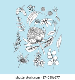 mixed australia native flower and leaf in hand drawn white and black outline illustration elements