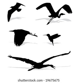 Mixed Bird Silhouettes