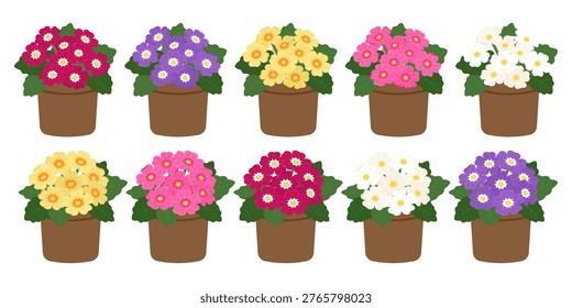 Mixed color primrose clipart set featuring potted flowers in yellow, orange, purple, red, pink and white. Ideal for spring decorations, floral compositions, and plant designs.