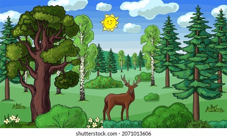 mixed forest coniferous deciduous vector