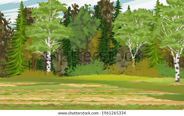 Mixed forest with spruce, birch, aspen, oak and other types of trees. Tree trunks, bushes and grass. Realistic summer vector landscape.