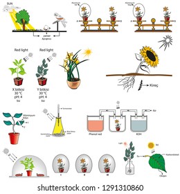 Mixed forms used in biology course, respiration and photosynthesis in plants