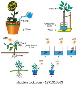 Mixed forms used in biology course, respiration and photosynthesis in plants
