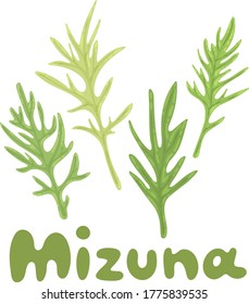 Mizuna. Japanese greens or spider mustard. Cultivated crop plant. Clipart with a hand-drawn title. Kyona herb illustration is great for cooking articles, web design, dietary recommendations.