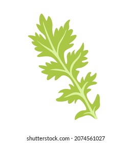 Mizuna Lettuce. Japanese mustard sprout. Green salad leaves. Asian vegetable. Healthy vegetarian food. Flat hand drawn vector cartoon illustration.