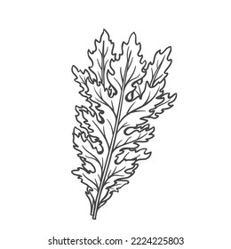 Mizuna outline icon vector illustration. Hand drawn line sketch of mizuna fresh leaves bundle, healthy raw potherb and plant of vegetable garden, food ingredient for cooking in Japanese cuisine