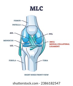 MLC or medial collateral ligament anatomical location in knee outline diagram. Labeled educational leg skeletal system with bones and ligaments vector illustration. ACL, PCL and LCL medical study.