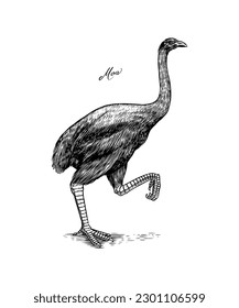 Moa flightless bird. Extinct species. Hand drawn vector engraved sketch. Graphic vintage style. 