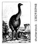 Moa were nine species of flightless birds endemic to New Zealand, vintage line drawing or engraving illustration.