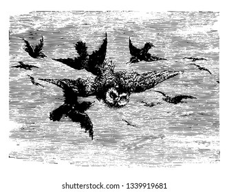 The Mobbing of an Owl when smaller birds in fear vintage line drawing or engraving illustration.