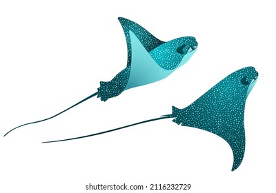 Mobula birostris oceanic manta ray couple vector illustration. Eagle ray fish, devilfish ray couple. Oceanic animals swimming, isolated on white. Wildlife can be seen when diving. Mobula or manta ray