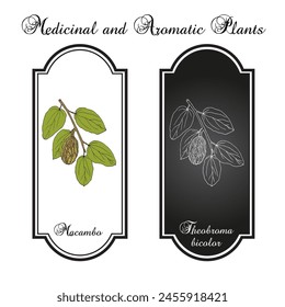 Mocambo, or jaguar tree (Theobroma bicolor), edible and medicinal plant. Hand drawn botanical vector illustration