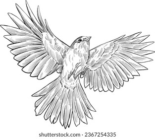 Mocking bird fly sketch illustration