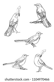 mockingbird in different angles on the fountain pen