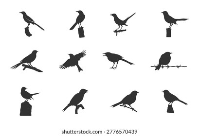 Mockingbird silhouette set, Mockingbird clipart, Mockingbird vector set.

