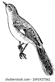 Mockingbird is a singing bird of the thrush family closely related to the catbird, vintage line drawing or engraving illustration.