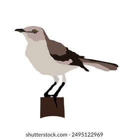 mockingbird vector design for graphic