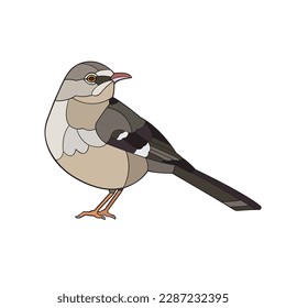 Mockingbird. Vector illustration isolated on white background.