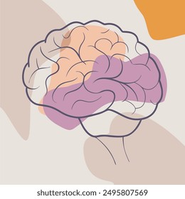 Model of brain, outside view. Human cerebrum in cartoon style. Banner for medical applications, educational sites. Medicine and science concept