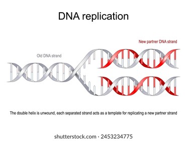 Model of a DNA Replication. The old double helix (gray) is unwound, each separated strand acts as a template for replicating a new partner strand (red). vector flat illustration