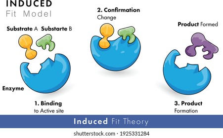 model of enzyme activity: induced Fir model of catalytic action with substrate and product	