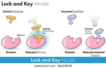 Model Of Enzyme Activity: Lock And Key Model Of Enzyme Catalysis Vector Illustration Eps