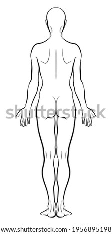 Model of the human body from behind. Hand drawn gender-neutral figure on isolated background, back view, outline variant. Flat vector, EPS 8.