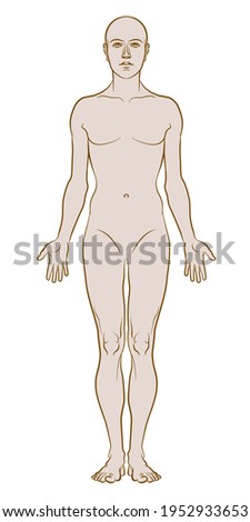 Model of the human body. Hand drawn gender-neutral figure on isolated background, front view, colored variant. Flat vector, EPS 8.