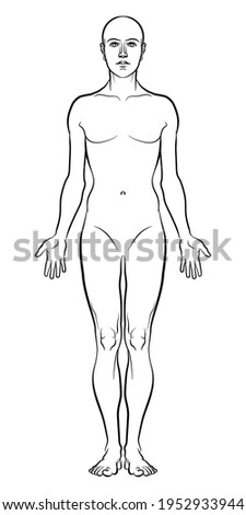 Model of the human body. Hand drawn gender-neutral figure on isolated background, front view, outline variant. Flat vector, EPS 8.