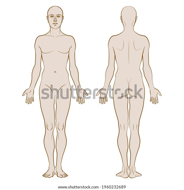 Model of the human body. Hand drawn gender-neutral\
figure on isolated background, front and back views, colored\
variant. Flat vector, EPS\
8.